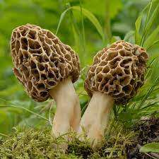 MUSHROOMS -  MOREL  MUSHROOM SPORES