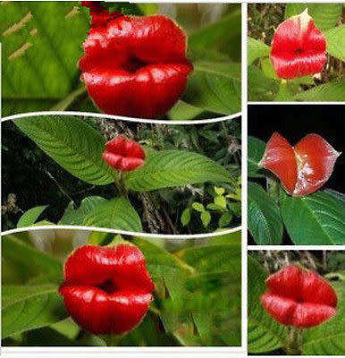 HOT LIPS FLOWER  (Palicourea Elata) - 20 SEEDS