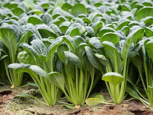 KOMATSUNA  /  JAPANESE MUSTARD SPINACH   - 40 SEEDS