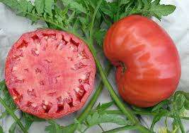 MORTGAGE LIFTER  INDETERMINATE TOMATO  -  30 SEEDS - SUPER SWEET