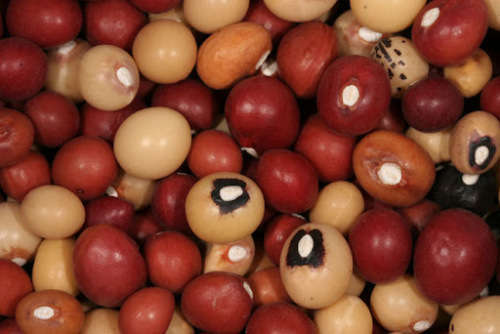 JUGO BEAN  /  BAMBARA GROUNDNUT   - 5 SEEDS