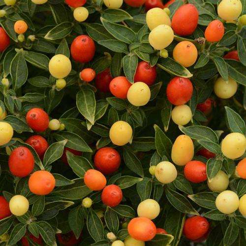HOT POPS ORNAMENTAL CHILI   -  30 SEEDS