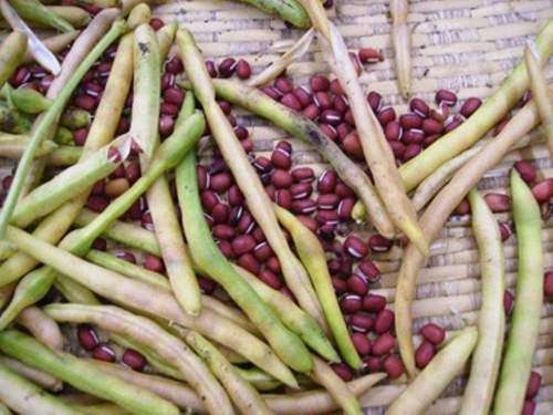 Popcorn Bean / Adzuki Bean  / Moongh Bean  - 20 Seeds