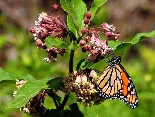 MILKWEED    (15 SEEDS)