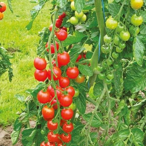 COMBO PACK - VARIOUS SEEDS   As per product description