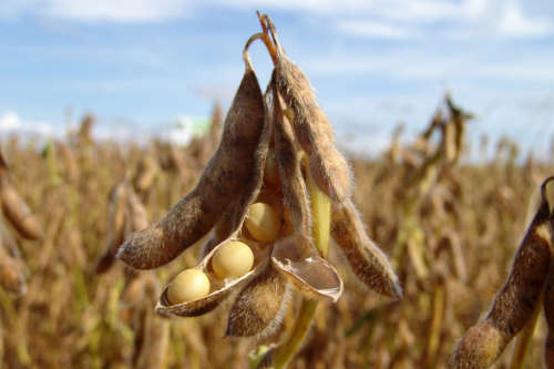 COMBO PACK - VARIOUS SEEDS   As per product description