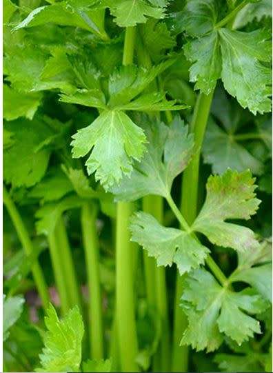 CELERY `CONQUISTADOR`     - 30 SEEDS