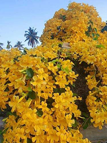 CAT`S CLAW CREEPER  (Dolichandra unguis-cati)  30 SEEDS