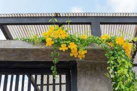 CAT`S CLAW CREEPER  (Dolichandra unguis-cati)  30 SEEDS