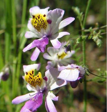 FLOWERS - SCHIZANTHUS PINNATUS -  10 SEEDS