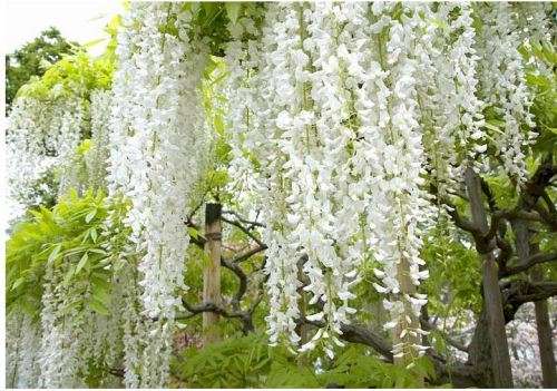 WISTERIA FLORIBUNDA ALBA - 30 SEEDS  -  "White Japanese Wisteria"
