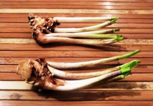 WILD GARLIC PUPLE FLOWER (Tulbachia violaceae) - 15 SEEDS