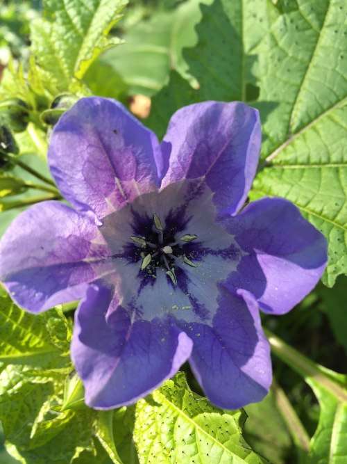 FLY REPELLENT - SHOO FLY PLANT  30 SEEDS