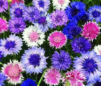 FLOWERS  -  DOUBLE CORNFLOWER MIX -  30 SEEDS