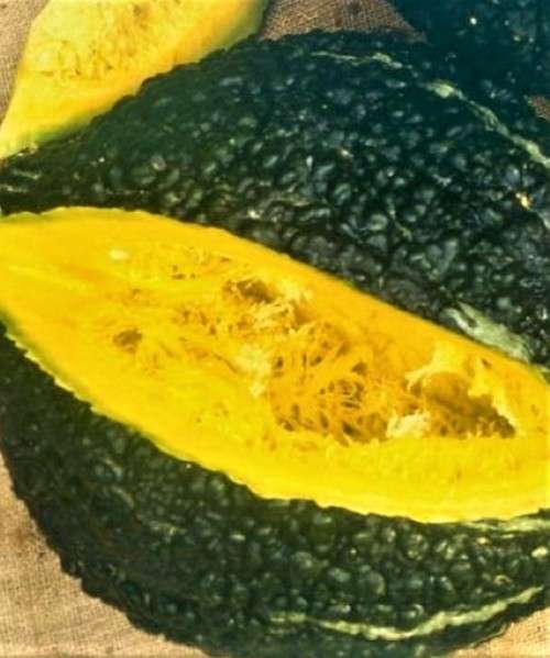 BARNACLE BILL HUBBARD SQUASH - 10 SEEDS  /  pumpkins & squash