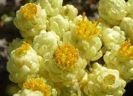 IMPHEPHO  -  Helichrysum patulum  - 10  SEEDS
