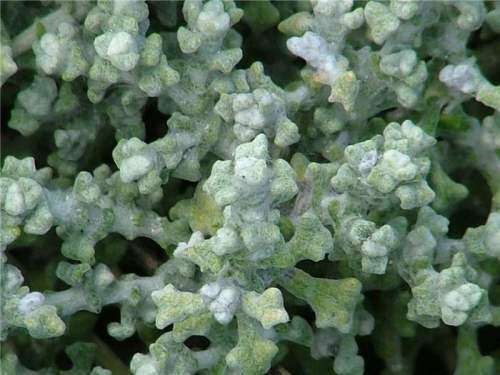 IMPHEPHO  -  Helichrysum patulum  - 10  SEEDS
