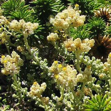 IMPHEPHO  -  Helichrysum patulum  - 10  SEEDS