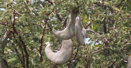 KAMEELBOOM  `Vachellia erioloba`  15 SEEDS