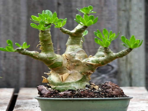 Cape ButterBush - Tylecodon  Paniculatis - 20 Seeds - Succulents - Caudiform