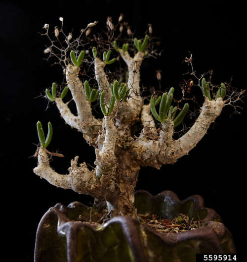Thorny Butterbush   - 'Tylecodon Reticulatis'  - 20 Seeds - Succulents - Caudiform