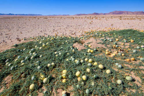 CITRULLUS ECIRRHOSUS - NAMIB TSAMMA   - 30 SEEDS