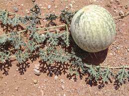 CITRULLUS ECIRRHOSUS - NAMIB TSAMMA   - 30 SEEDS