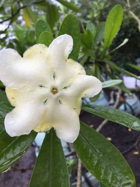 VOACANGA THOUARSII / Caua-Caua Tree  - 2 SEEDS