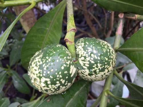 VOACANGA THOUARSII / Caua-Caua Tree  - 2 SEEDS