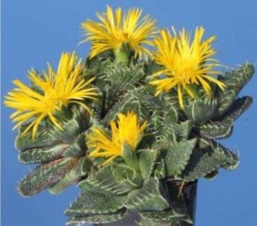Tiger's jaw / Tierbekkie   - "Faucaria Tigrina'  20 Seeds   -  Succulent