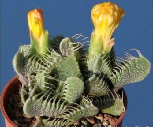 Tiger's jaw / Tierbekkie   - "Faucaria Tigrina'  20 Seeds   -  Succulent