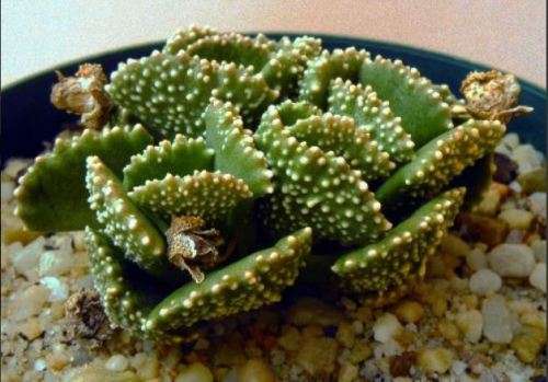 ALOINOPSIS MALHERBEI -  5 SEEDS  -  succulent
