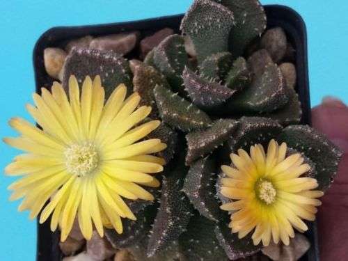 Living Stones  -  Aloinopsis Setifera   -  10 Seeds  -  Succulent