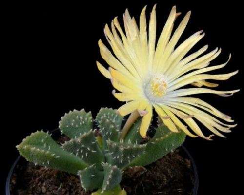 Living Stones  -  Aloinopsis Setifera   -  10 Seeds  -  Succulent