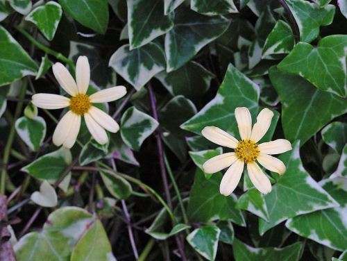 SENECIO MACROGLOSSUS - 10 SEEDS