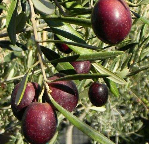 MAURINO OLIVE -  5 SEEDS   - Olea europaea `Maurino`