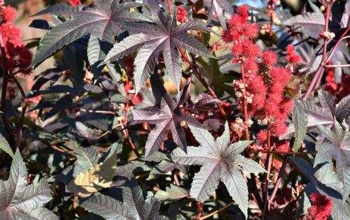 CASTOR OIL BEAN   -  10 SEEDS   `Ricinus communis`