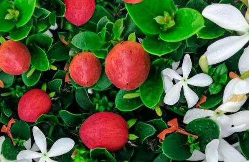 CARISSA MACROCARPA / NUM NUM / AMATUNGULU FRUIT  -   30 SEEDS