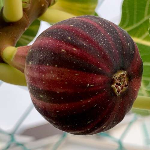FIG VARIETIES -  BORDISSOT NEGRA RIMADA STRIPED FIG    -  30  SEEDS