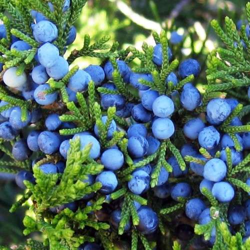 JUNIPER BERRY  -  Juniperus Communis   - 10 Seeds
