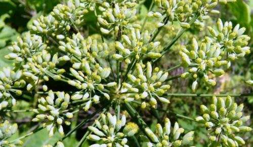 HERBS -   PIMPINELLA ANISUM   -   30 SEEDS