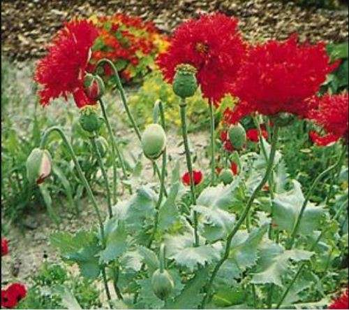 FLOWERS - PAEONY DOUBLE POPPY  SCARLET RED` 50 SEEDS