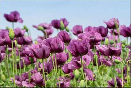 FLOWERS -  Papaver somniferum `Hungarian Blue`   50 SEEDS