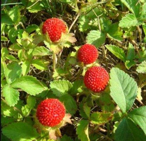 WILD STRAWBERRY / Duchesnea Indica / Indan Strawberry - 30 SEEDS