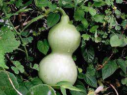 CALABASH / BIRDHOUSE GOURD -   Lagenaria siceraria -  20 SEEDS