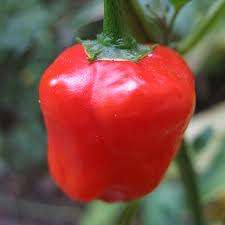 PEPPERDEW  SWEET PEPPERS - 10 SEEDS