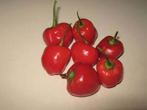 PEPPERDEW  SWEET PEPPERS - 10 SEEDS