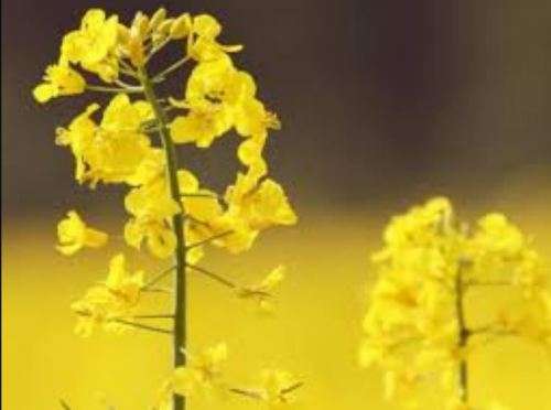 Canola  Plant-  30 Seeds -  Edible Flowers