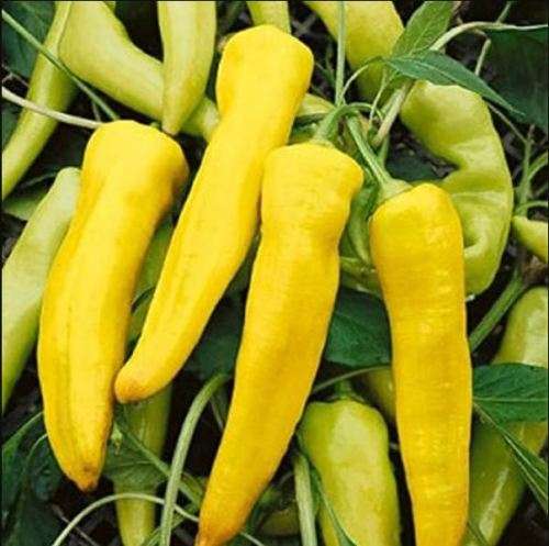 SWEET PEPPER -  `BIG BANANA`  YELLOW   -  20 seeds