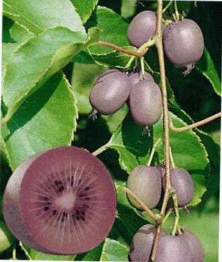 EXOTIC FRUIT  - PURPLE KIWI  (Actinidia melanandra)  30 SEEDS